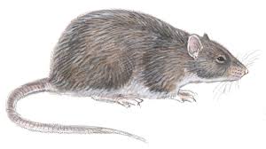 Advarsel museår.jpg